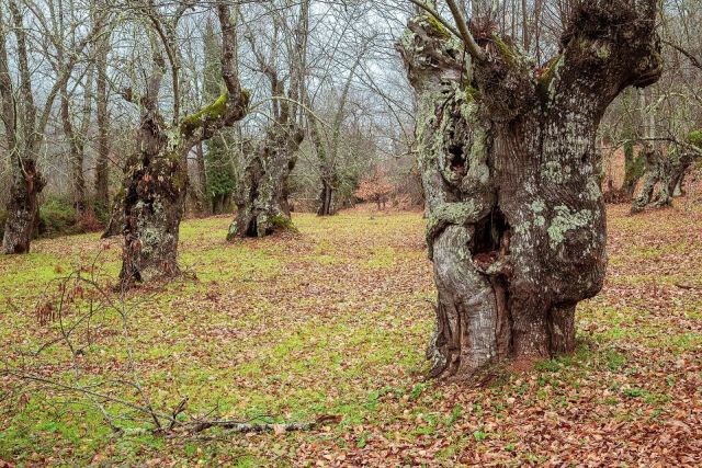 Castañar en otoño, Fuenteheridos