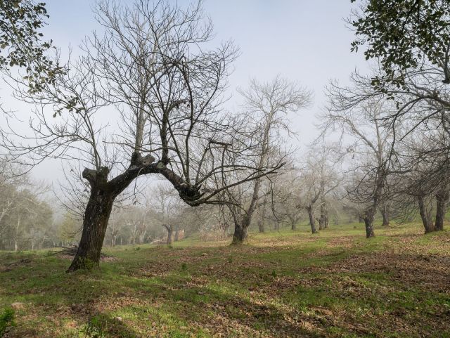 Castaños centenarios de la sierra