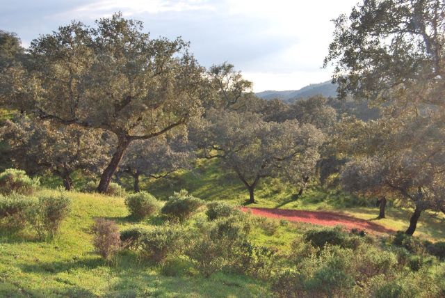 Dehesa San Francisco, Santa Olalla del Cala