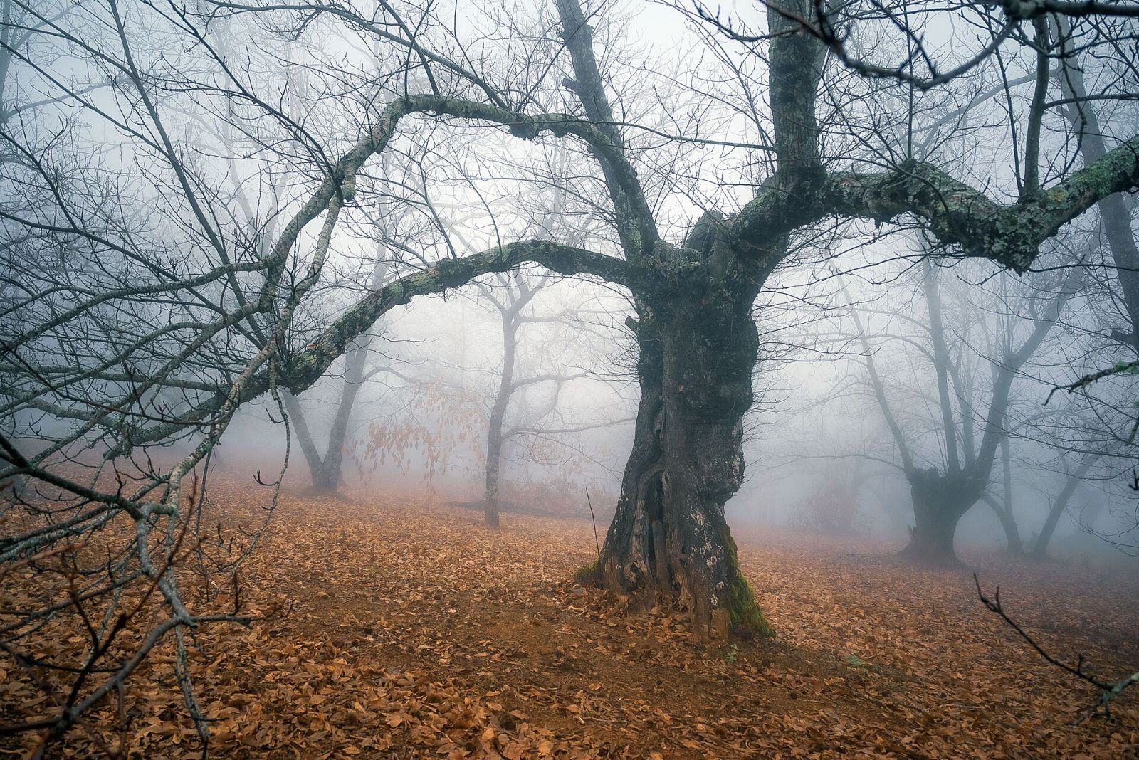 Castaños en la niebla de Fuenteheridos. Foto: FJavier GómezL (CC BY-SA 4.0)